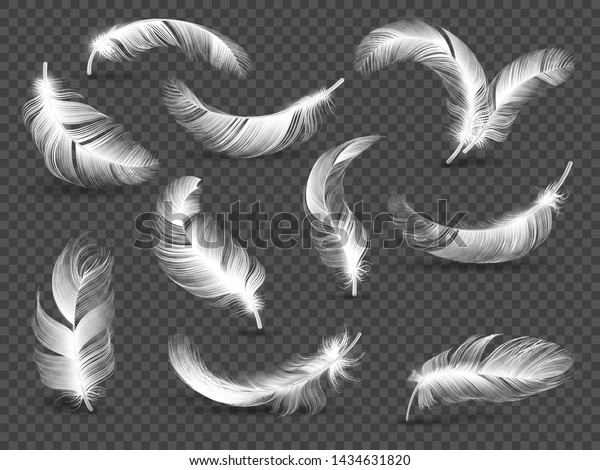 白い羽 背景にフワフワの巻き毛の羽 鳥の羽のリアルなセット リアルでフワフワした柔らかさのイラスト のイラスト素材