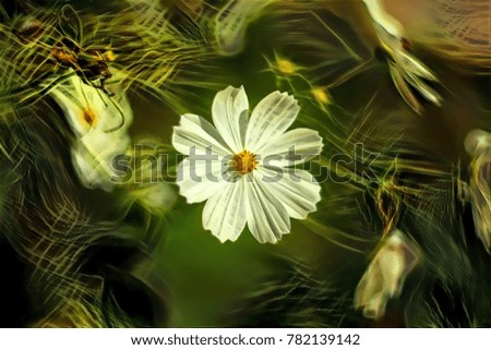 Similar – Foto Bild Herbstblümchen Natur