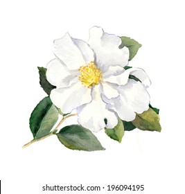 White Flower. Watercolor Botanical Illustration