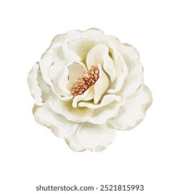 White Flower Watercolor Illustration. Floral bud drawing of Peony or Rose for Baby birthday invitations cards or Wedding invitation. Botanical element for kids design. Cream Plant. - Powered by Shutterstock