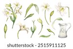 White flowers lily and jug watercolor illustration isolated. Easter floral set in pastel tones hand drawn. Lily, stem, bud and leaves painted in botanical sketch. Element for wedding invitation.