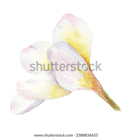 White frangipani illustration. Watercolor hand drawn clip art of exotic flower plumeria. Tropical painting for wedding invitations, spa and massage salon prints, cosmetic packing, travel guides