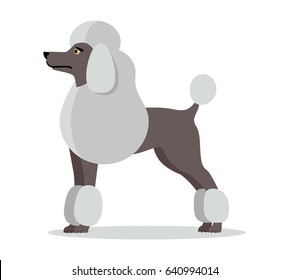 White French Poodle Stand On White Stock Vector (Royalty Free ...