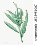 White garland-lily illustration from Les liliacees (1805) by Pierre Joseph Redoute (1759-1840). Vintage White garland-lily botanical art illustration, White garland-lily painting, flower art print.