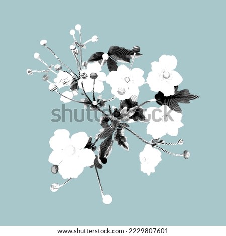 Similar – White Flowers Composing on light blue