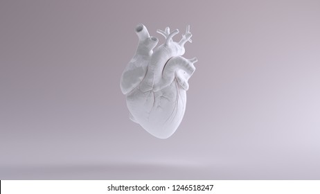 White Heart Anatomical 3d Illustration 3d Render