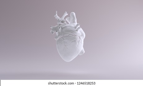 White Heart Anatomical 3d Illustration 3d Render