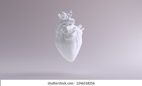 White Heart Anatomical 3d Illustration 3d Render