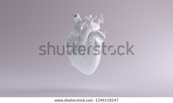 White Heart\
Anatomical 3d illustration 3d\
render