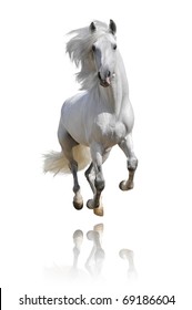 White Horse Isolated On White