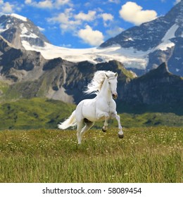 white horse run gallop in valley