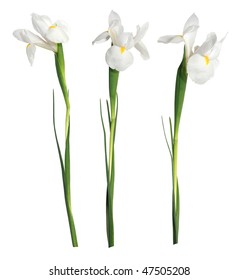 White Iris On The White Background