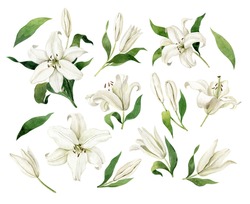 White Lilies Watercolor Clipart Set. Gentle White Flowers Isolated On White Background. Clipart For Greeting Cards, Wedding Invitations, Birthday Cards, Stationery.