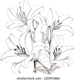 White Lily Stock Illustration 220995886 | Shutterstock