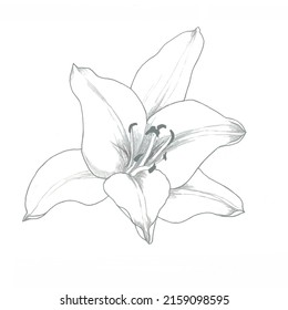 White Lily Drawing Isolated On White Stock Illustration 2159098595 ...