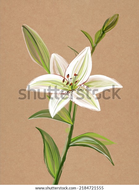 White\
lily flower illustration. Blossom branch. White flower illustration\
on craft background. Pencil drawing. Sketch.\
Art