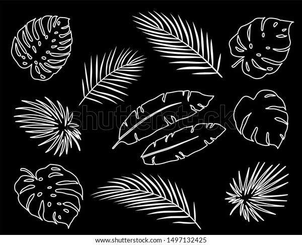 white linear tropical palm leaves branches\
silhouettes set on black\
background