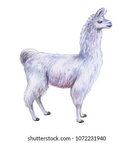 White Llama or alpaca. Hand-drawn watercolor illustration. Cute mammal animal painting isolated on white background. Template. Manual work. Close-up