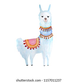 White Llama or alpaca. Hand-drawn watercolor illustration. Cute mammal animal painting isolated on white background. 