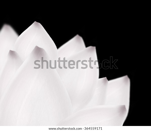 White Lotus Background Beautiful Snow White Stock Illustration 364559171