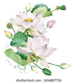 White Lotus Watercolor Botanical Illustration.