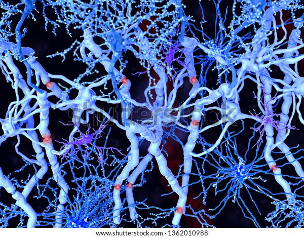 White matter in the brain and spinal cord:\
neurons with myelinated axons, oligodendrocytes forming the myelin\
sheaths, fibrous astrocytes (dark blue) and microglia cells\
(violet). 3d\
rendering