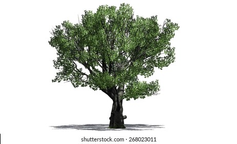 White Oak Tree - Isolated On White Background