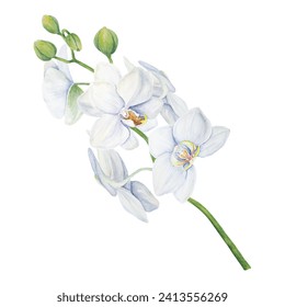 White orchid flower painting. Delicate realistic botanical watercolor hand drawn illustration. Clip art for wedding invitations, decor, textiles, gifts, packaging, floristry, flower farming and shops - Powered by Shutterstock