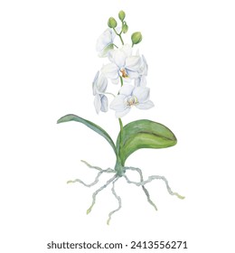 White orchid flower with roots painting. Delicate realistic botanical watercolor hand drawn illustration. Clip art for wedding invitations, decor, textiles, gifts, packaging, floristry, flower farming - Powered by Shutterstock