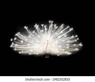 White Peacock Watercolor Illustration Isolated On Black Background. 