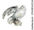 watercolor of white owl