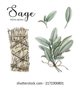 White Sage Herb Watercolor Illustration.Hand Drawn Dry Salvia Apiana Herb Bunch For Spiritual Practice, Healing, Relaxing And Fresh Leaves Element. White Sage Herb Set On White Background