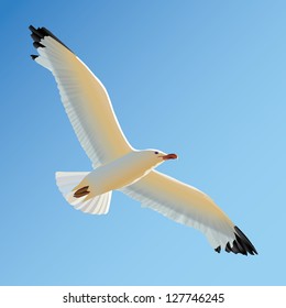 White seagull soaring in the blue sky