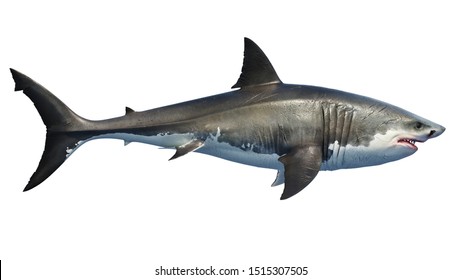 White Shark Marine Predator Big, Side View. 3D Rendering