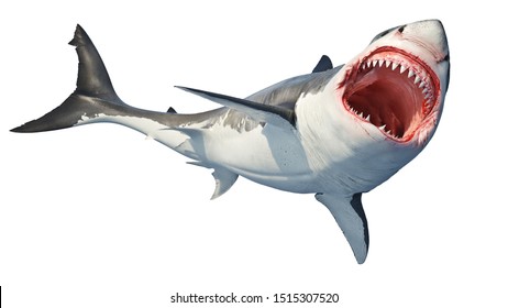 White Background Great White Shark Images - Goimages Virtual