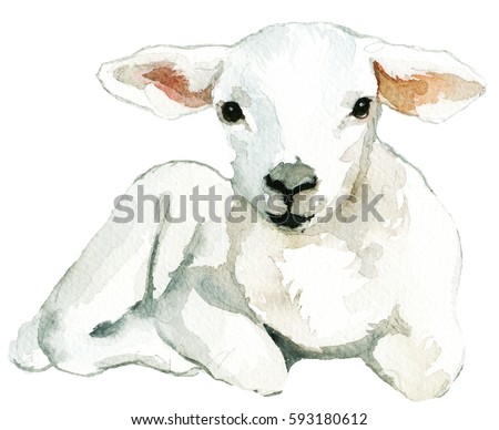 White Sheep Baby Lamb laying Watercolor  Isolated on White Background