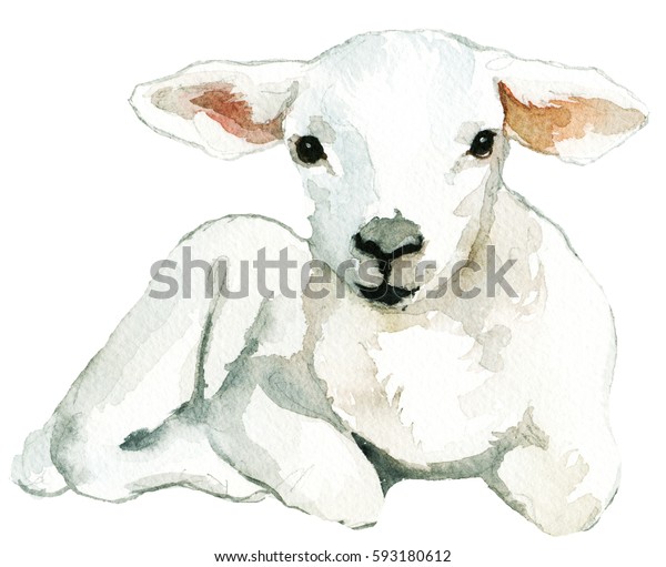 Mouton Blanc Bebe Agneau Posant A Illustration De Stock