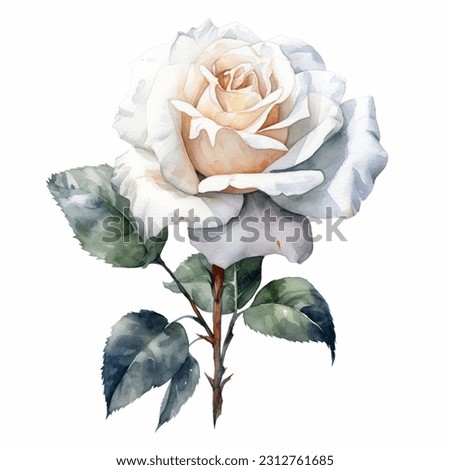 White Single Rose Flower isolated watercolor illustration painting botanical art transparent white background greeting card stationary wedding bridal home decor
