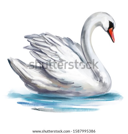 white Swan bird on the pond, art illustration painted with watercolors isolated on white background