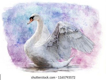 White Swan Sketch Water Color Painting Stock Illustration 1165793572 ...