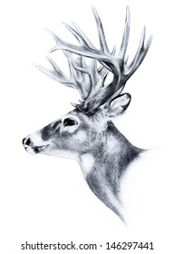 A white tail deer with big trophy antlers in a side view sketch of a very large bucks head. This animal illustration is hand drawn and on a white background.