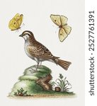 The White Throated Sparrow (1758) print in high resolution by George Edwards. Vintage The White Throated Sparrow bird art illustration, The White Throated Sparrow bird art print.