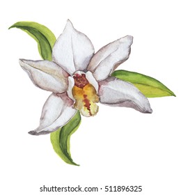 White Vanilla Orchid Flower With Green Leaves Isolated On White Background. Hand Drawn Watercolor Illustration.