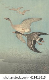 White-Fronted Geese In Flight, By Ohara Koson, 1925-36 , Japanese Print, Color Woodcut