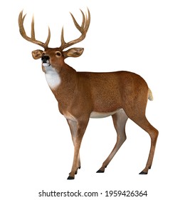 Whitetail Buck Walking 3D illustration - The Whitetail deer is a herbivorous ruminant mammal that lives in North and South America in herds.