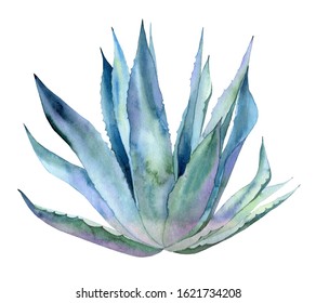 Whole agave plant. Blue exotic leaves. Botanical art. Watercolour illustration isolated on white background.