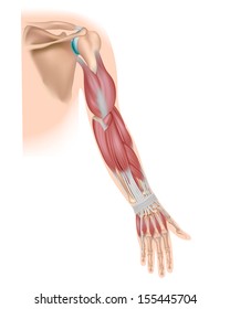 Whole arm muscles posterior
