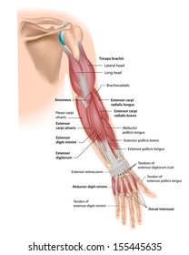 Whole arm muscles posterior labeled