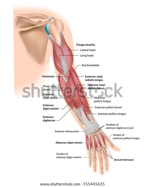 posterior upper limb muscles