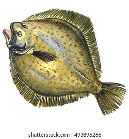 Whole fresh raw plaice fish, flatfish, flounder, isolated, watercolor illustration